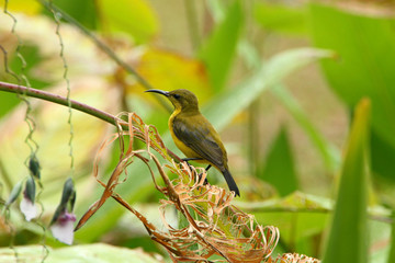 Hummingbird