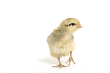 cute little chicks border