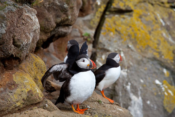 Puffin