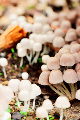 A bunch of white mushrooms