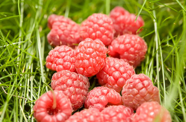 Raspberries on the grass
