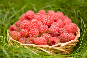 Raspberries in a wicker basket on the grass