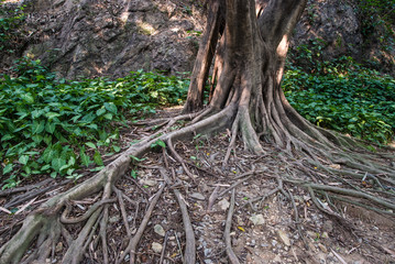 tree root
