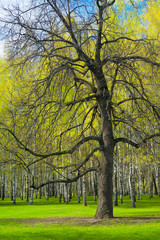 Fototapeta premium Spring wood