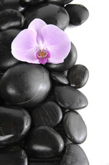 beautiful orchid with pebbles border