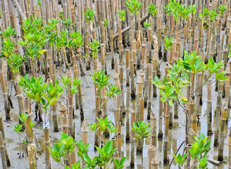 Enviorment-friendly with mangrove plantation