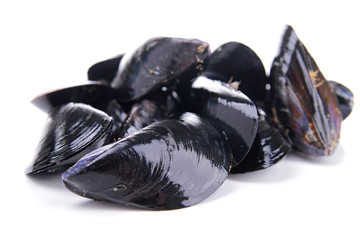 isolated mussels