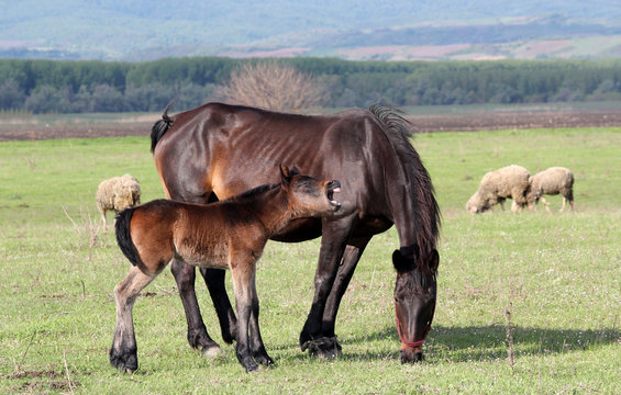 horse foal neigh on pasture