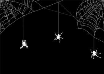 three small spiders in white web