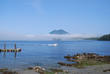 Tofino