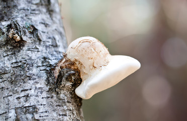 Poisonous beige tree mushroom in autumn