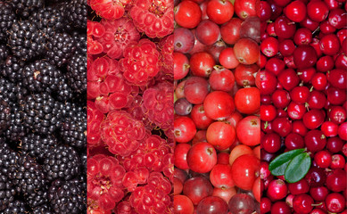 four forest berries backgrounds