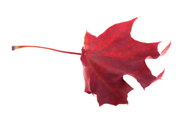 single dark red fall maple leaf on white
