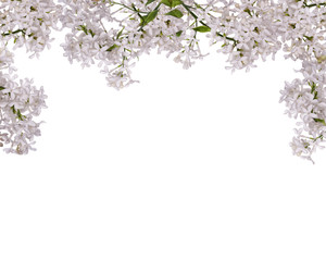isolated white lilac branches half frame
