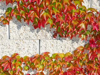 fall foliage on a wall
