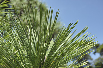 Leaf of a Japanese black pine