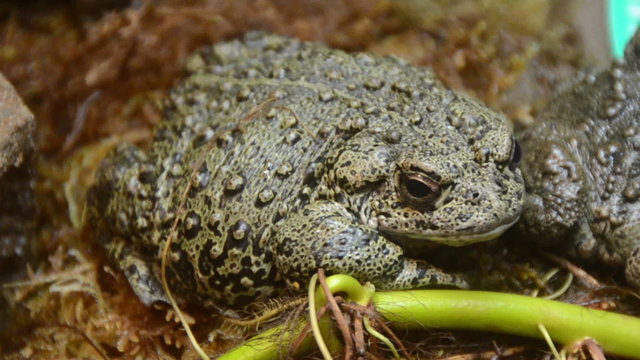 Toad resting in natural environment