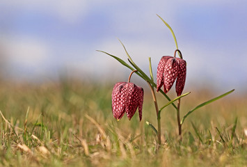 Spring flowers