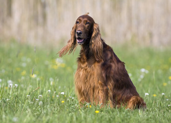 Irish Setter