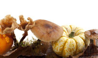 champignons coloquintes potirons