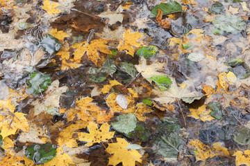 Wet autumnal leaves in the pond. Natural photo background