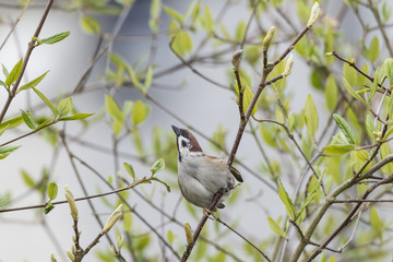 Feldsperling (Passer montanus)
