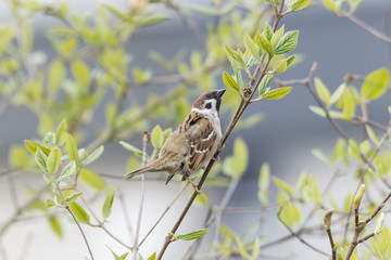 Feldsperling (Passer montanus)