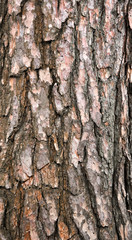 Pine tree bark background texture