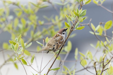 Feldsperling (Passer montanus)