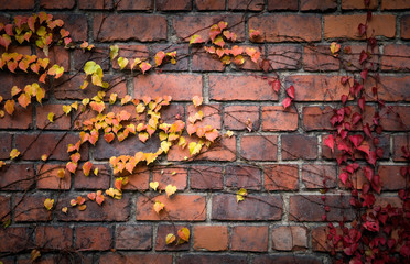 Brick wall background texture with bright autumnal leaves