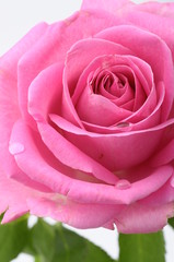 Close up of pink rose heart