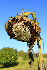welke Sonnenblume