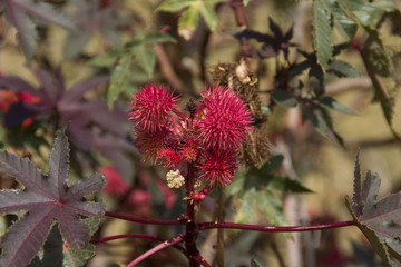 Exotic red flower