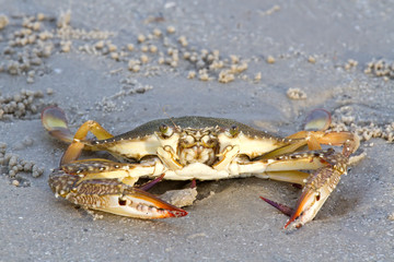 Crab on the beach