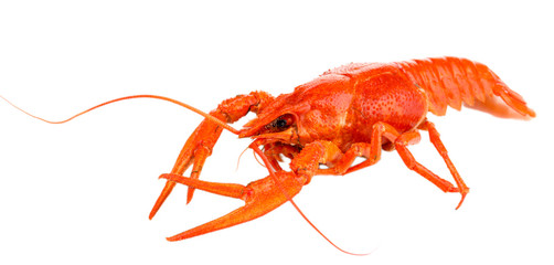 Tasty boiled crayfish isolated on white