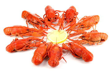 Tasty boiled crayfishes isolated on white