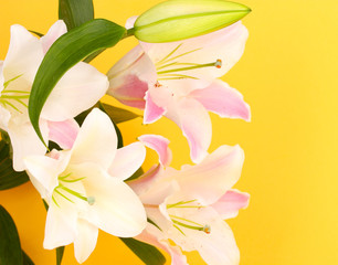 beautiful lily on yellow background