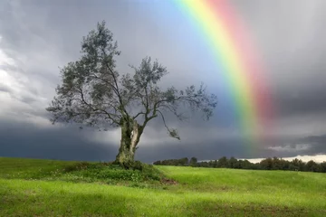 Zelfklevend Fotobehang Onweer Regenboog boven een eenzame olijfboom