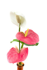 anthurium flower on the white background