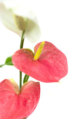 anthurium flower on the white background