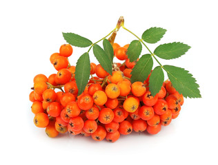 Ash-berry close up