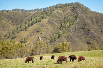 European bison © Serg Zastavkin