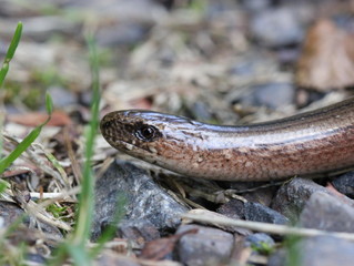 Blindschleichenportrait