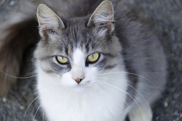 White and grey cat