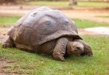 Big Seychelles turtle in La Vanille Reserve park. Mauritius