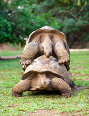 two Big Seychelles turtles sympathizing each other.Mauritius