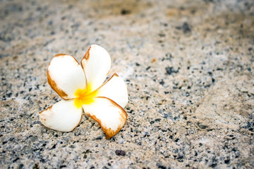 frangipani