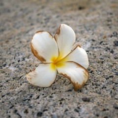 frangipani