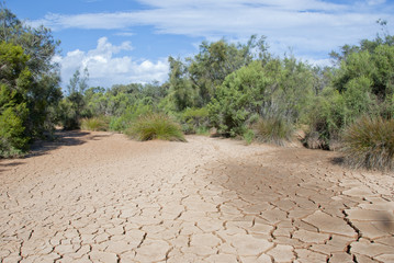 Dry river bed with plants