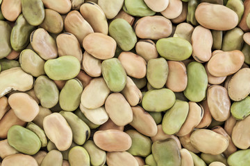 fava (broad) bean